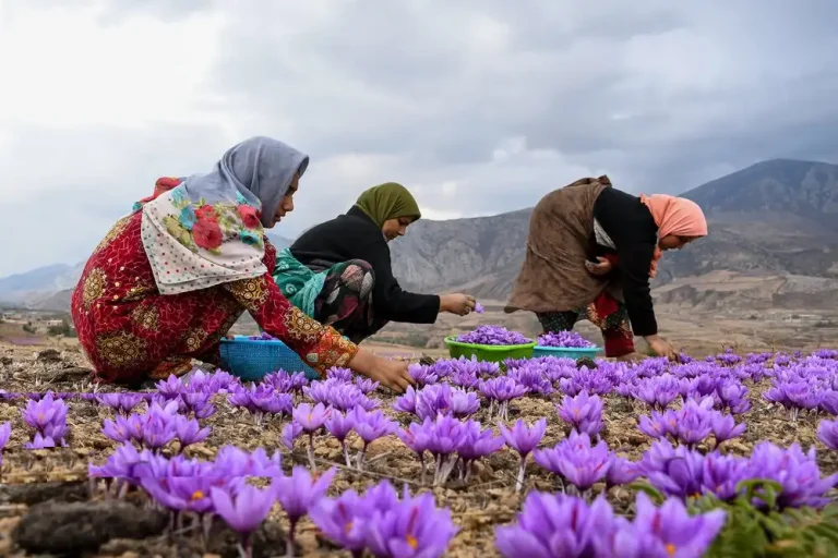 Iran attractions - Saffron Harvest